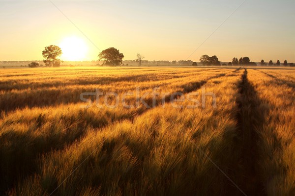 Stockfoto: Zonsopgang · veld · zon · graan · onbewolkt