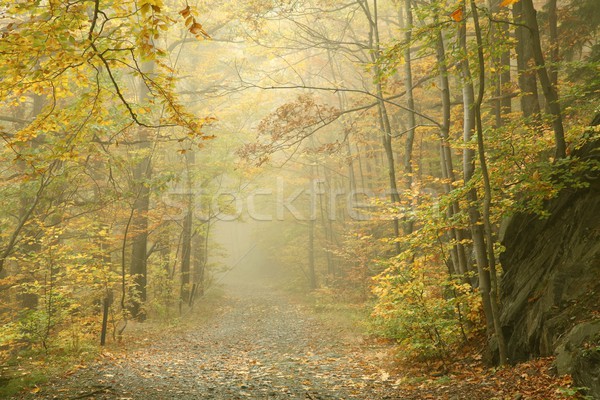 Chemin misty automne forêt brouillard printemps [[stock_photo]] © nature78