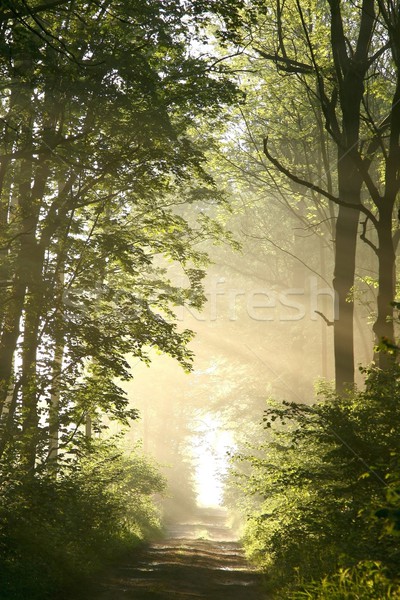 Printemps forêt misty matin chemin soleil [[stock_photo]] © nature78