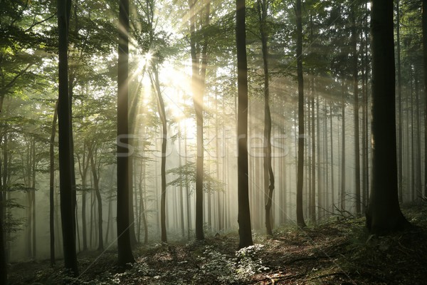 Sunrise in the autumn forest Stock photo © nature78
