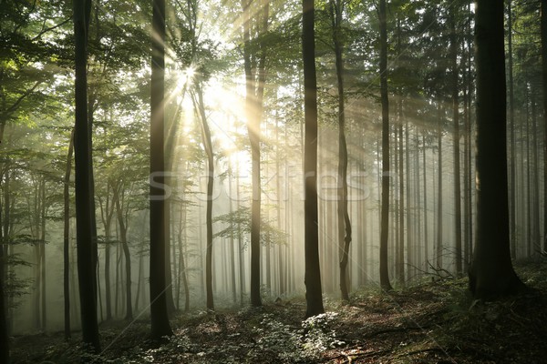 Sunrise autunno foresta presto decidue panorama Foto d'archivio © nature78