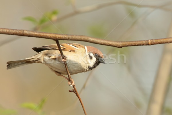 Eurasian Tree Sparrow Stock photo © nature78