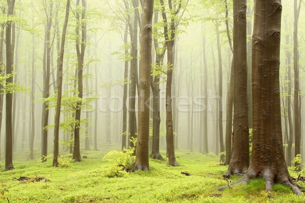Stock fotó: Tavasz · erdő · köd · hegy · emelkedő · természet