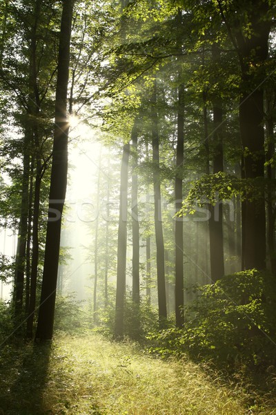 Ködös lombhullató erdő hajnal napfény tavasz Stock fotó © nature78