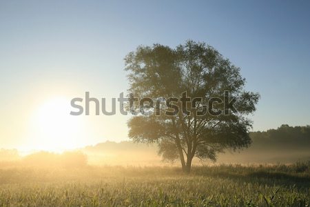 柳 ツリー 夜明け 草原 空 日没 ストックフォト © nature78
