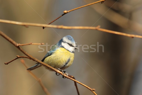 Niebieski tit gałązka rano niebo wiosną Zdjęcia stock © nature78