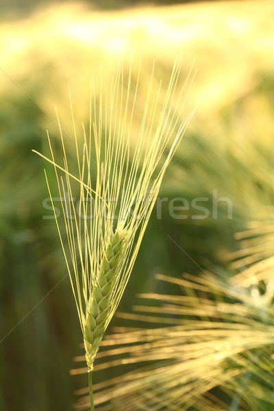 уха утра солнце весны Сток-фото © nature78