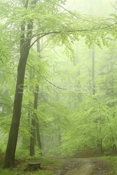 весны лес пути деревья горные туман Сток-фото © nature78