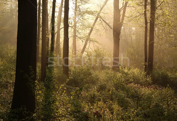 Foto d'archivio: Misty · primavera · foresta · all'alba · luce · del · sole · lussureggiante