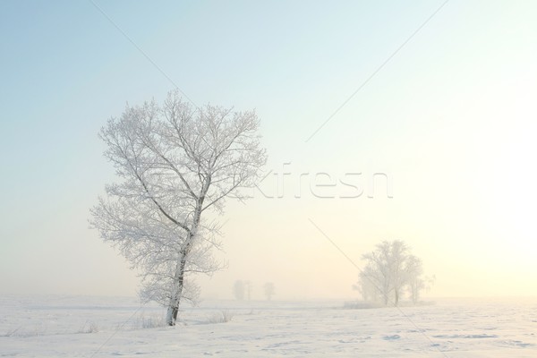 Fagyos tél fa áll egyedül mező Stock fotó © nature78