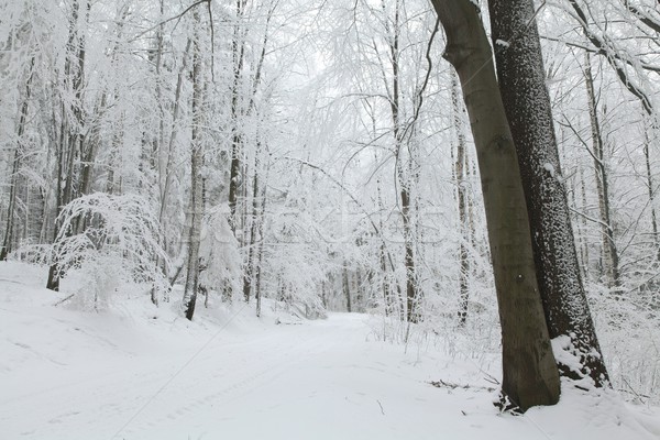 Erdő nyom tél díszlet fagyott fák Stock fotó © nature78