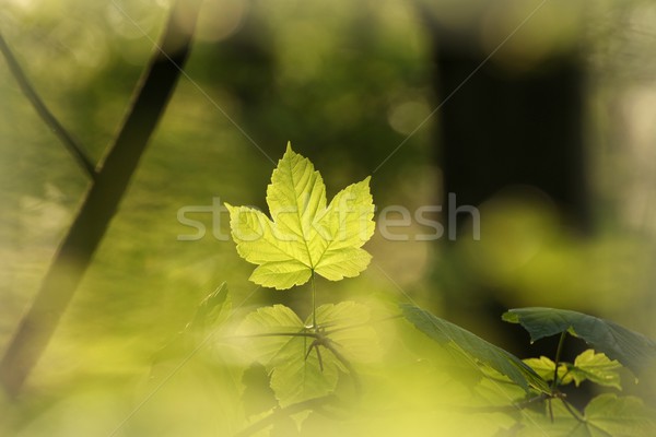 Spring maple leaves Stock photo © nature78