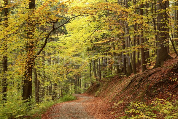 Weg herbstlich Wald Straße Landschaft Hintergrund Stock foto © nature78