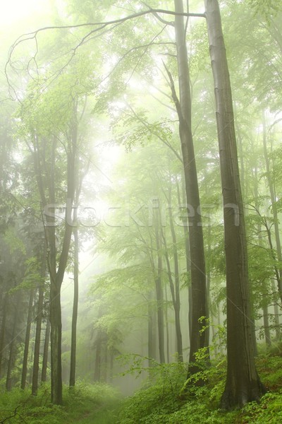 лес пути тумана деревья горные туман Сток-фото © nature78