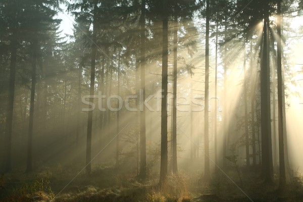 Herbst Wald nebligen Morgen Sonne Stock foto © nature78