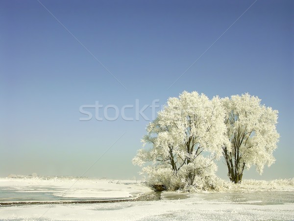 Fagyos tél fák hajnal kék ég reggel Stock fotó © nature78