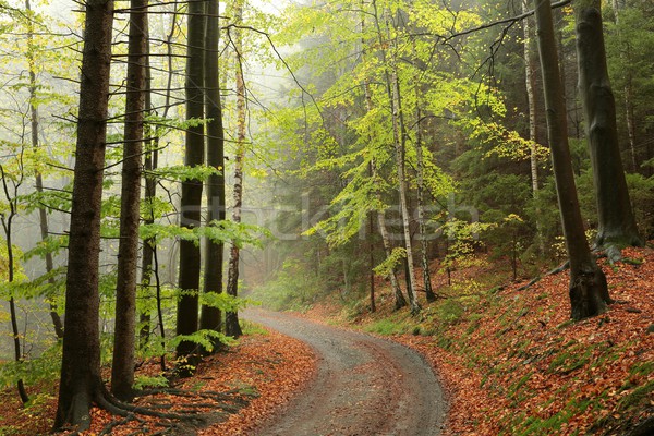 Foto d'archivio: Percorso · foresta · mattina · panorama