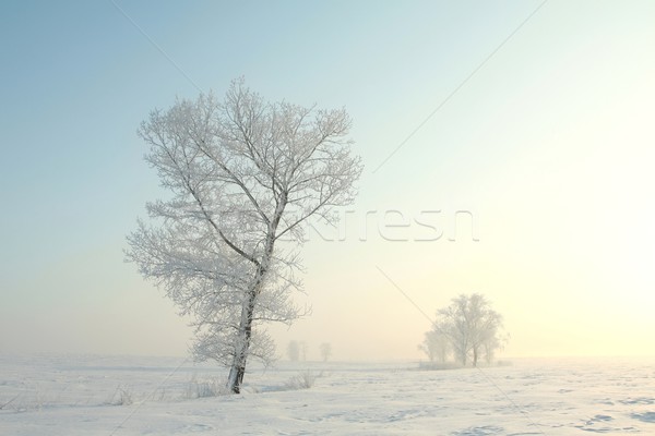 Frosty winter tree at dawn Stock photo © nature78