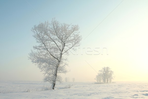 Frostig Winter Baum Morgengrauen stehen allein Stock foto © nature78