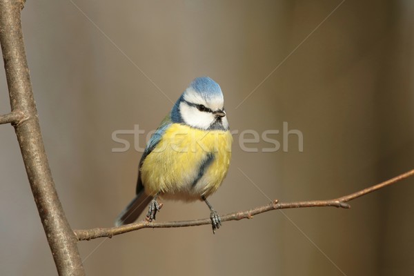 Blu tit ramoscello mattina cielo primavera Foto d'archivio © nature78