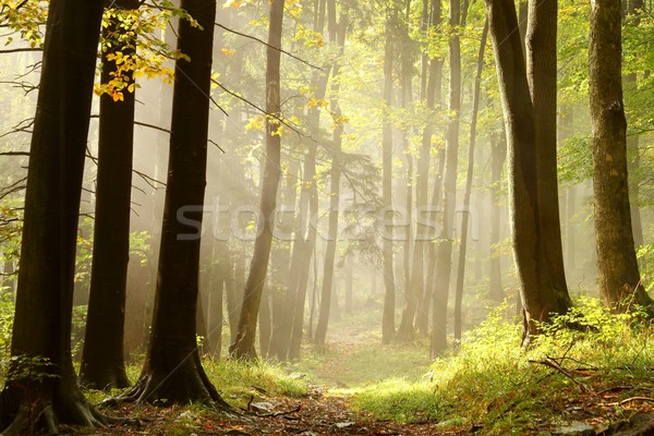 Nebligen Weg Wald führend herbstlich Wald Stock foto © nature78