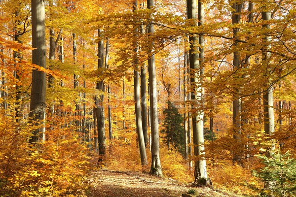 Autumn beech forest Stock photo © nature78