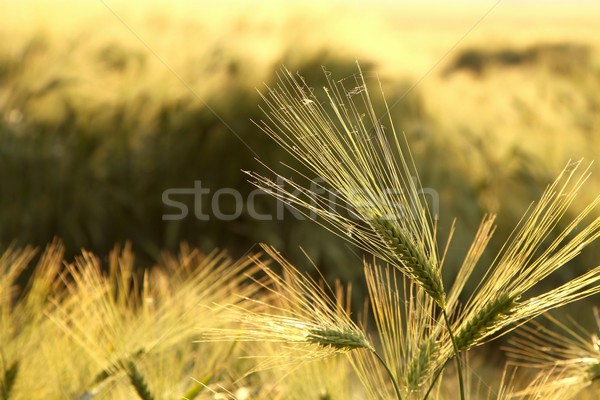 уха утра солнце весны Сток-фото © nature78