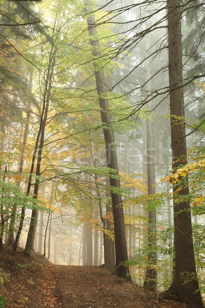 Chemin misty automne forêt montagnes printemps [[stock_photo]] © nature78