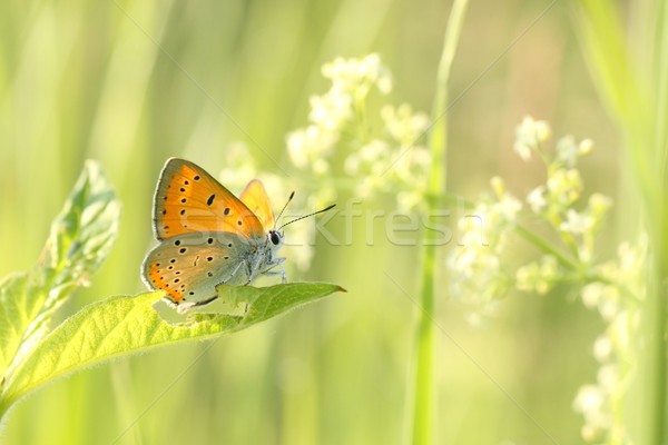 Közelkép pillangó tavasz legelő napsütés szem Stock fotó © nature78