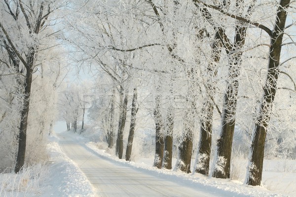 зима сельский дороги рассвета полоса деревья Сток-фото © nature78