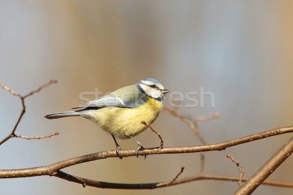 Blue tit on a twig Stock photo © nature78