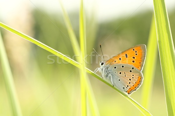Zdjęcia stock: Motyl · wiosną · łące · oka · trawy