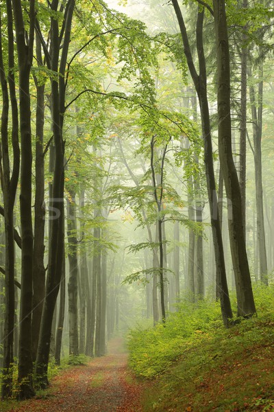 Percorso misty autunno foresta panorama alberi Foto d'archivio © nature78