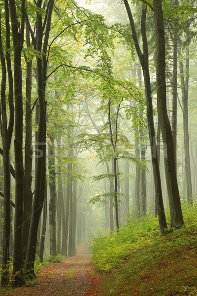 Weg nebligen Herbst Wald Landschaft Bäume Stock foto © nature78