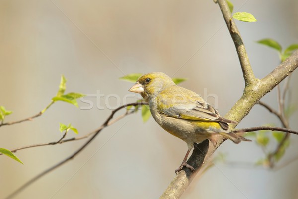 Greenfinch Stock photo © nature78