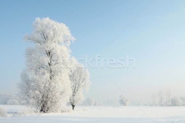 Fagyos tél fák hajnal napos természet Stock fotó © nature78