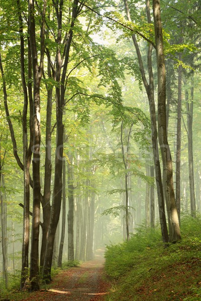 Sentier misty automne forêt paysage arbres [[stock_photo]] © nature78
