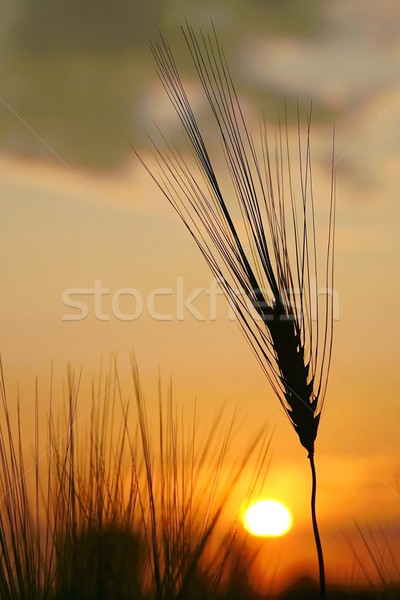 耳朵 麥田 早晨 太陽 春天 商業照片 © nature78