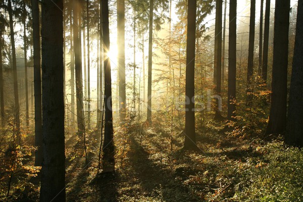 ősz tűlevelű erdő ködös reggel nap Stock fotó © nature78