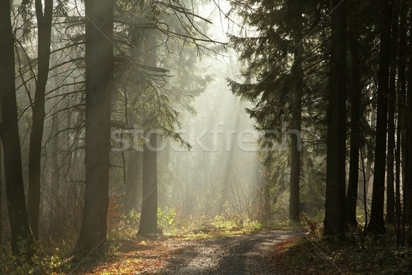 Trail in autumn forest at dawn Stock photo © nature78