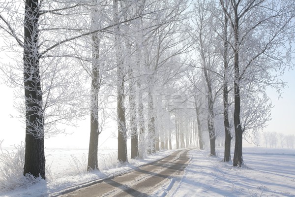 Foto stock: Camino · rural · árboles · invierno · cubierto · helada