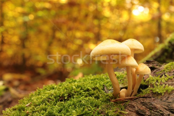 Mushrooms on a stump Stock photo © nature78