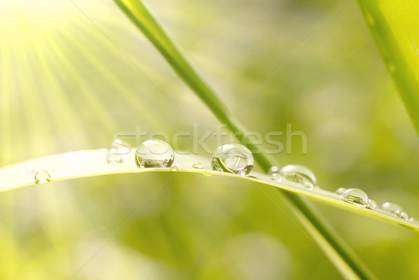 Drops of water Stock photo © nature78
