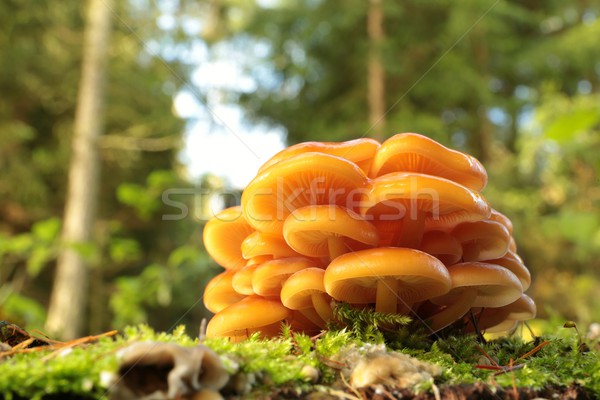 Mushrooms on a tree stump Stock photo © nature78
