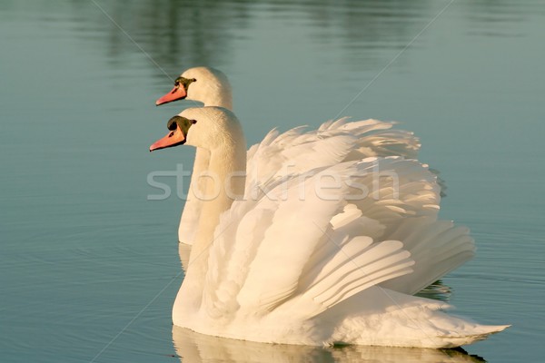 Foto stock: Par · amanecer · romántica · familia · amor · naturaleza