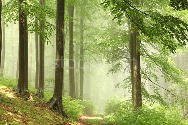 Misty primavera foresta percorso alberi strada Foto d'archivio © nature78