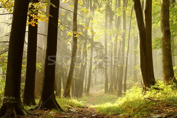 туманный тропе лес ведущий лесу Сток-фото © nature78