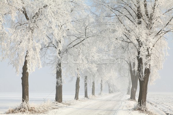 [[stock_photo]]: Arbres · hiver · rural · route · matin