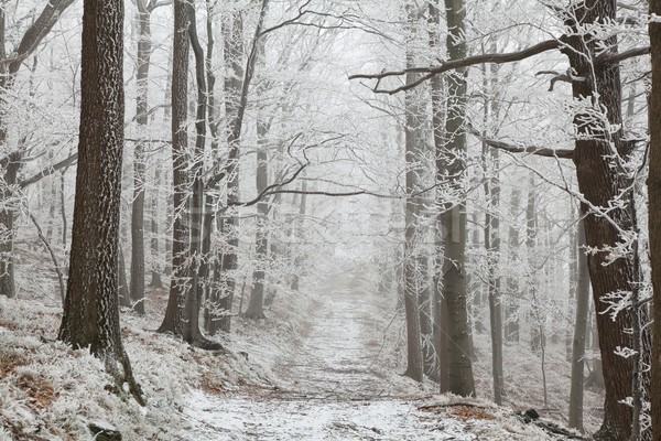 ścieżka zimą lasu szlak w górę Zdjęcia stock © nature78