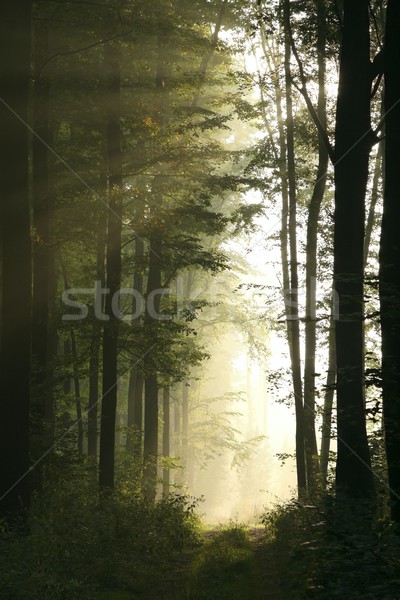 パス 早い 秋 森林 夜明け 歩道 ストックフォト © nature78